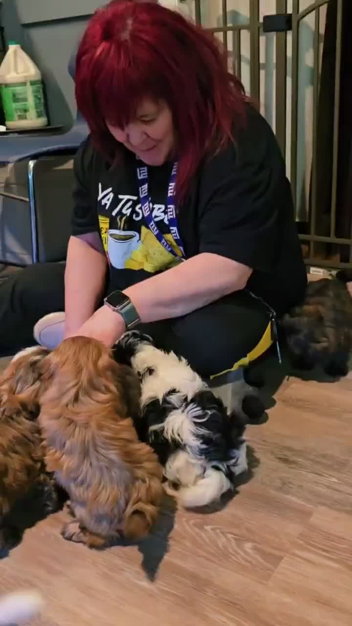 Shih Tzu dogs for sale: Milo - Video 3