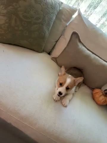 Welsh Corgi Pembroke dogs for sale: Welsh Corgi Pembroke 1 - Video 1