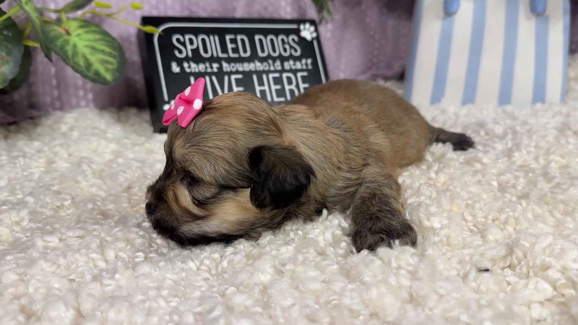 Havanese dogs for sale: Havanese 5 - Video 1