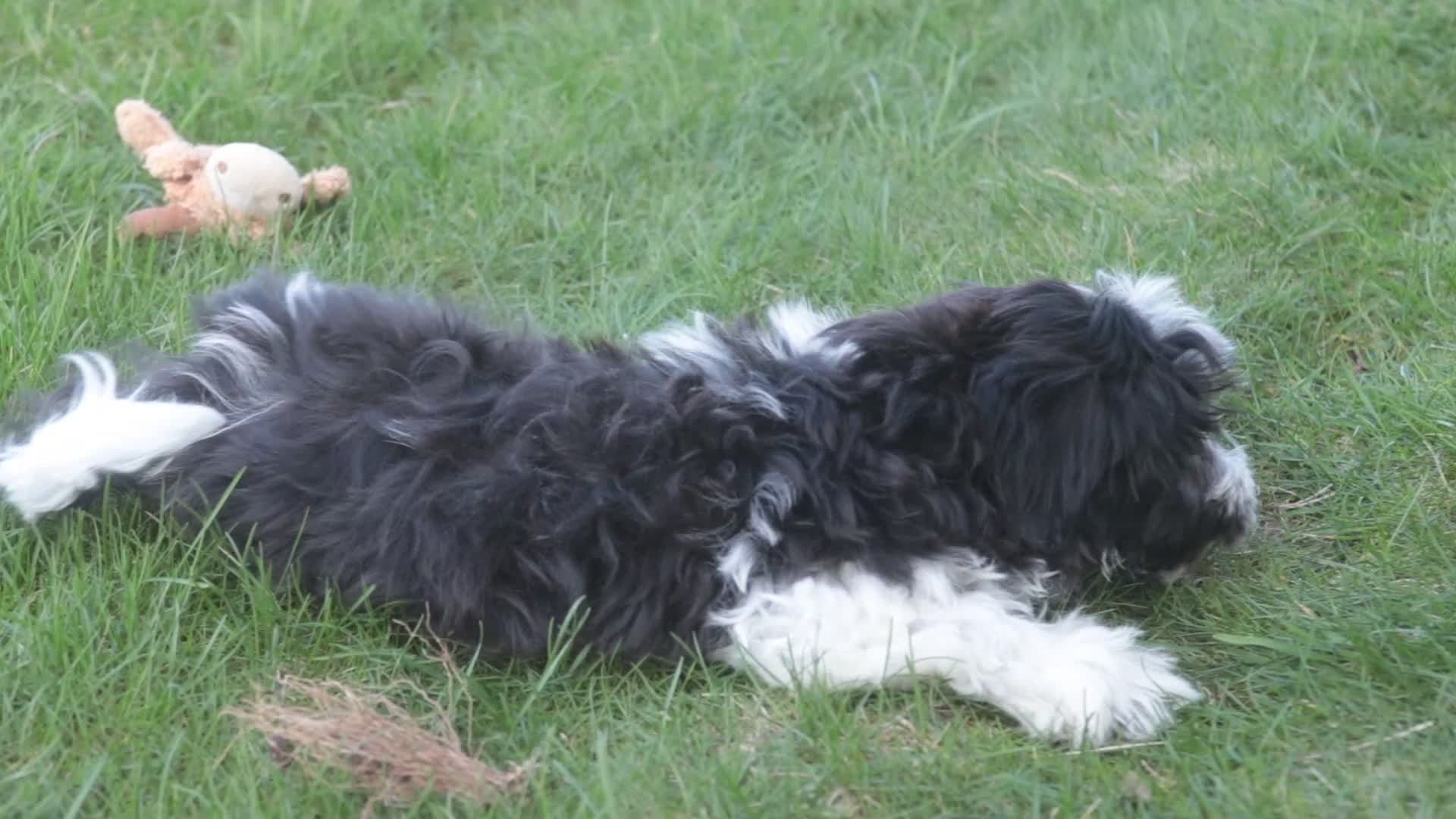 Havanese dogs for sale: Levi - Video 1