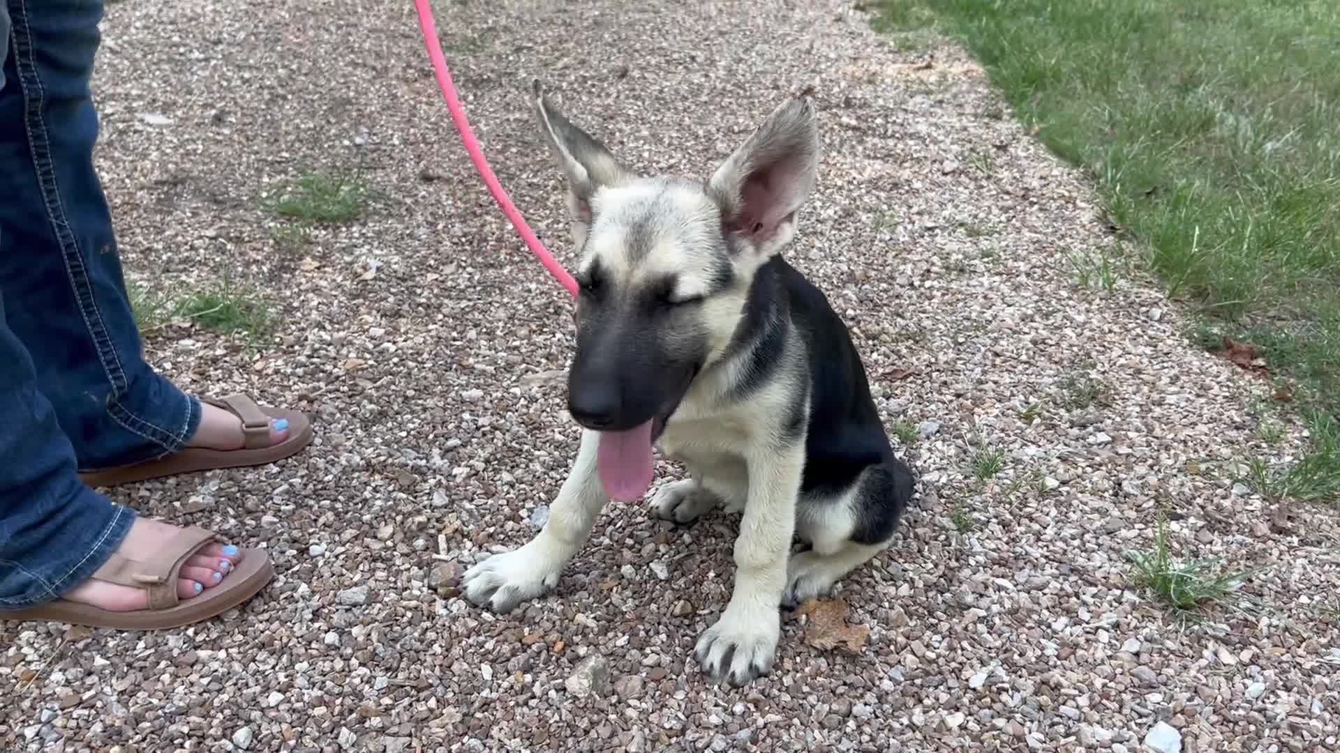 German Shepherd dogs for sale: Meadow - Video 1