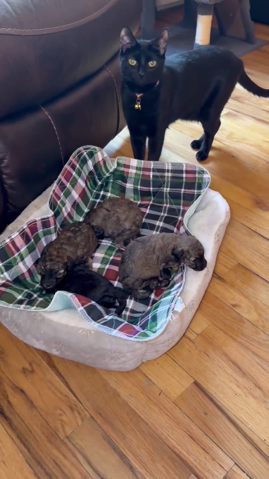 Toy Poodle dogs for sale: Italy  - Video 4