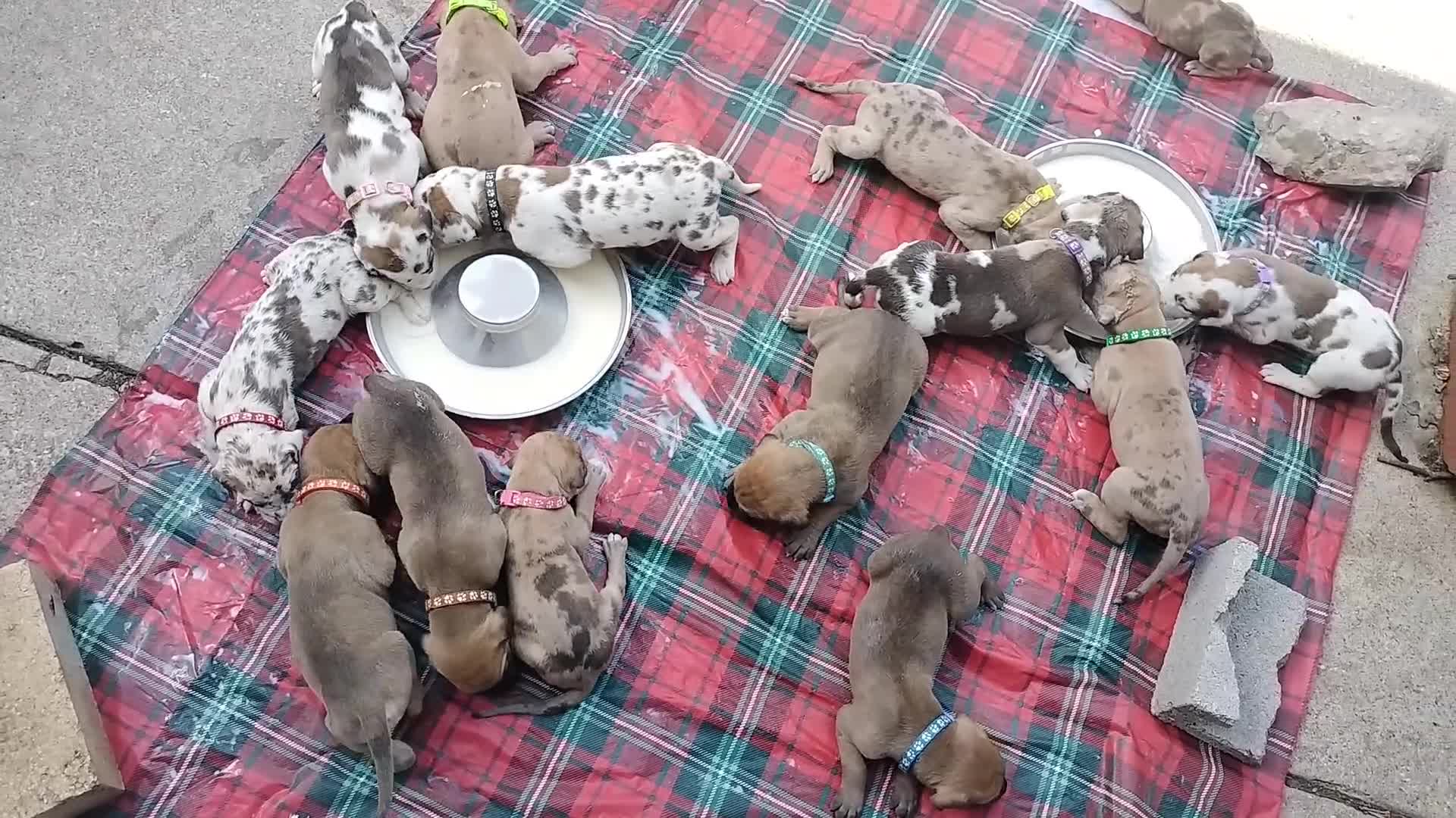 Great Dane dogs for sale: Great Dane  - Black Collar - Fawnequin - Video 4