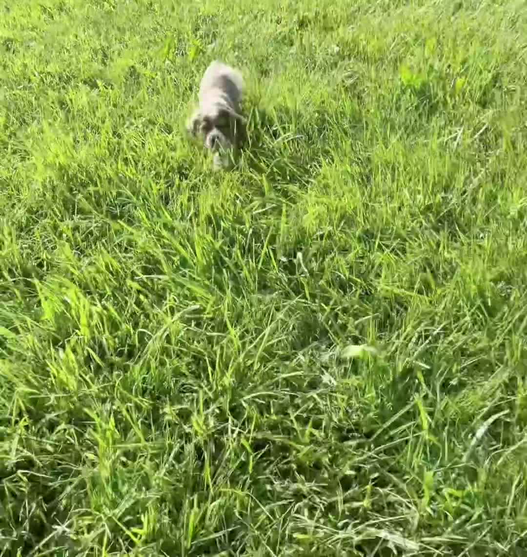 Cocker Spaniel dogs for sale: Freya - Video 1