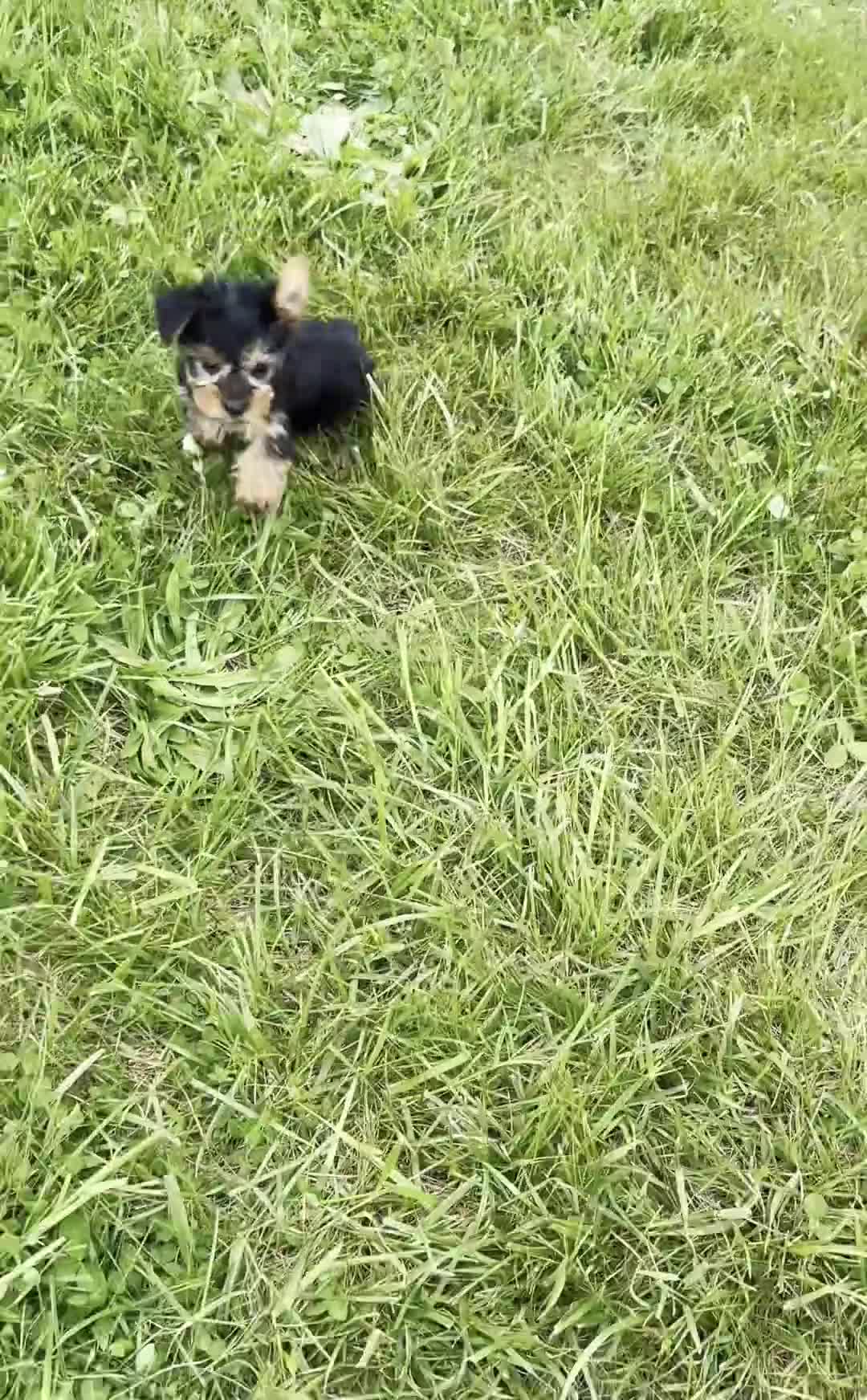 Yorkshire Terrier dogs for sale: Candy - Video 1