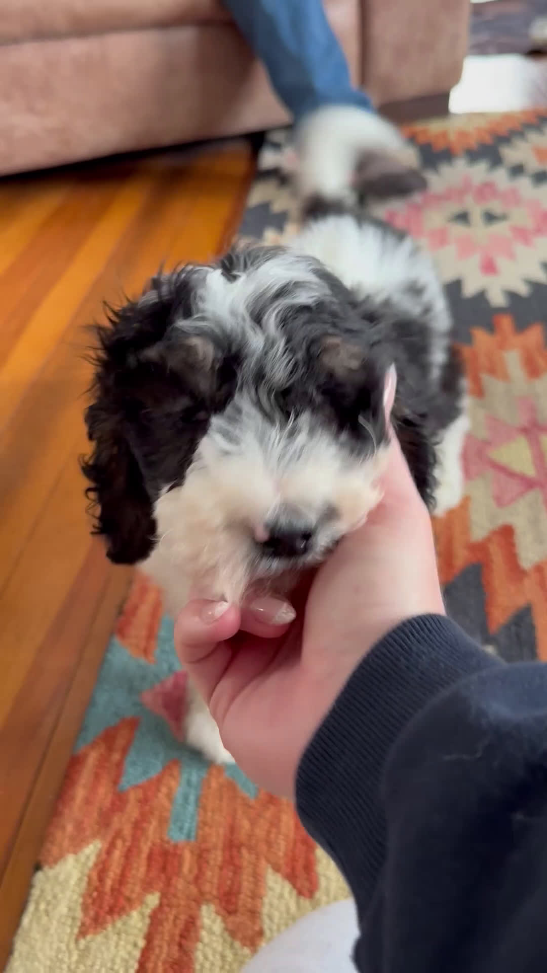 Mini Bernedoodle dogs for sale: Frank - Video 9