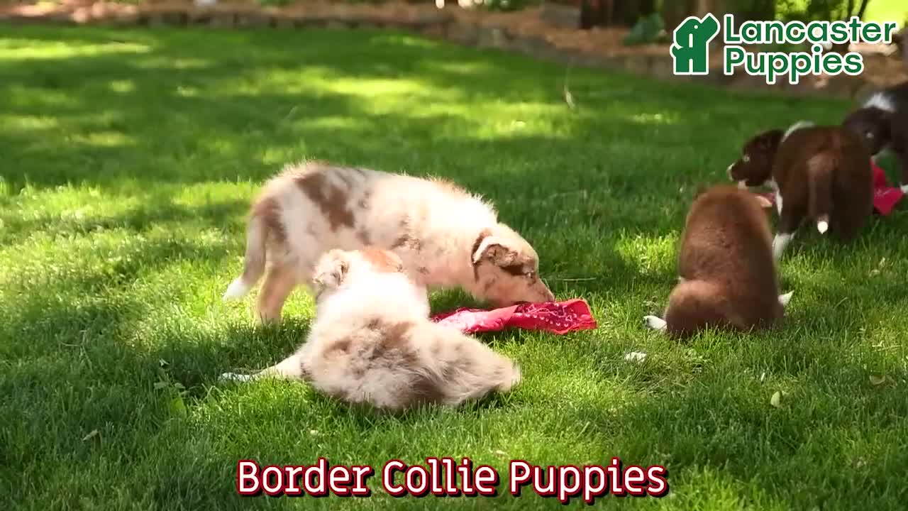 Border Collie dogs for sale: Montana - Video 1