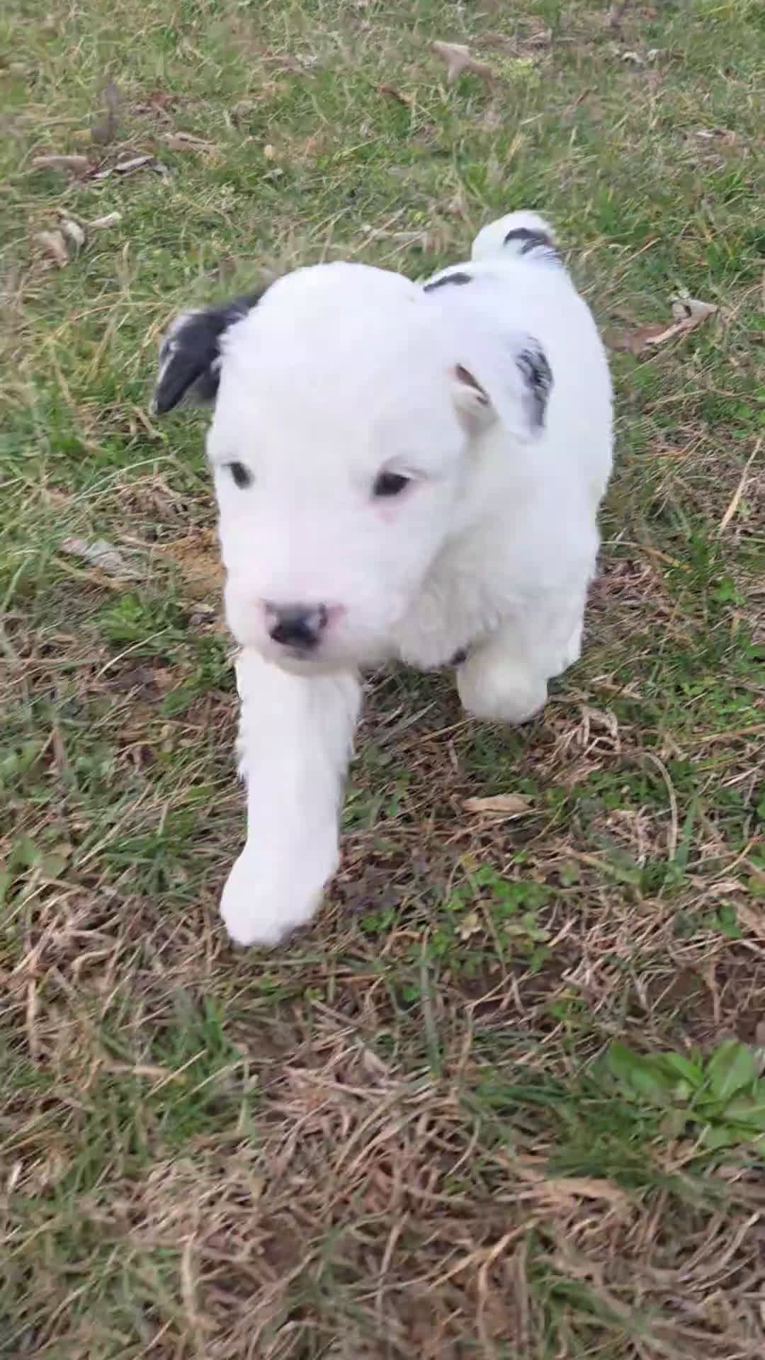 Mini Aussiedoodle dogs for sale: Spot - Video 1