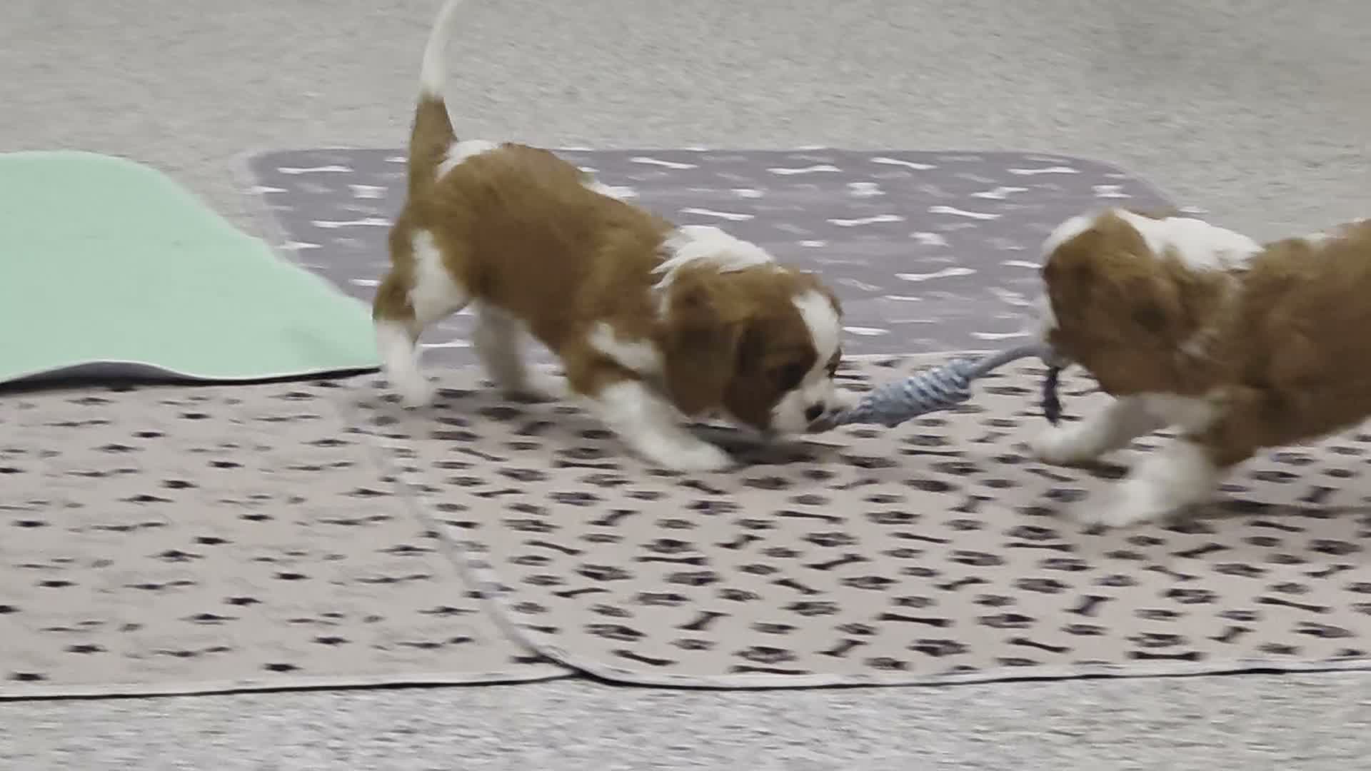 Cavalier King Charles Spaniel dogs for sale: Cavalier King Charles Spaniel 3 - Video 1