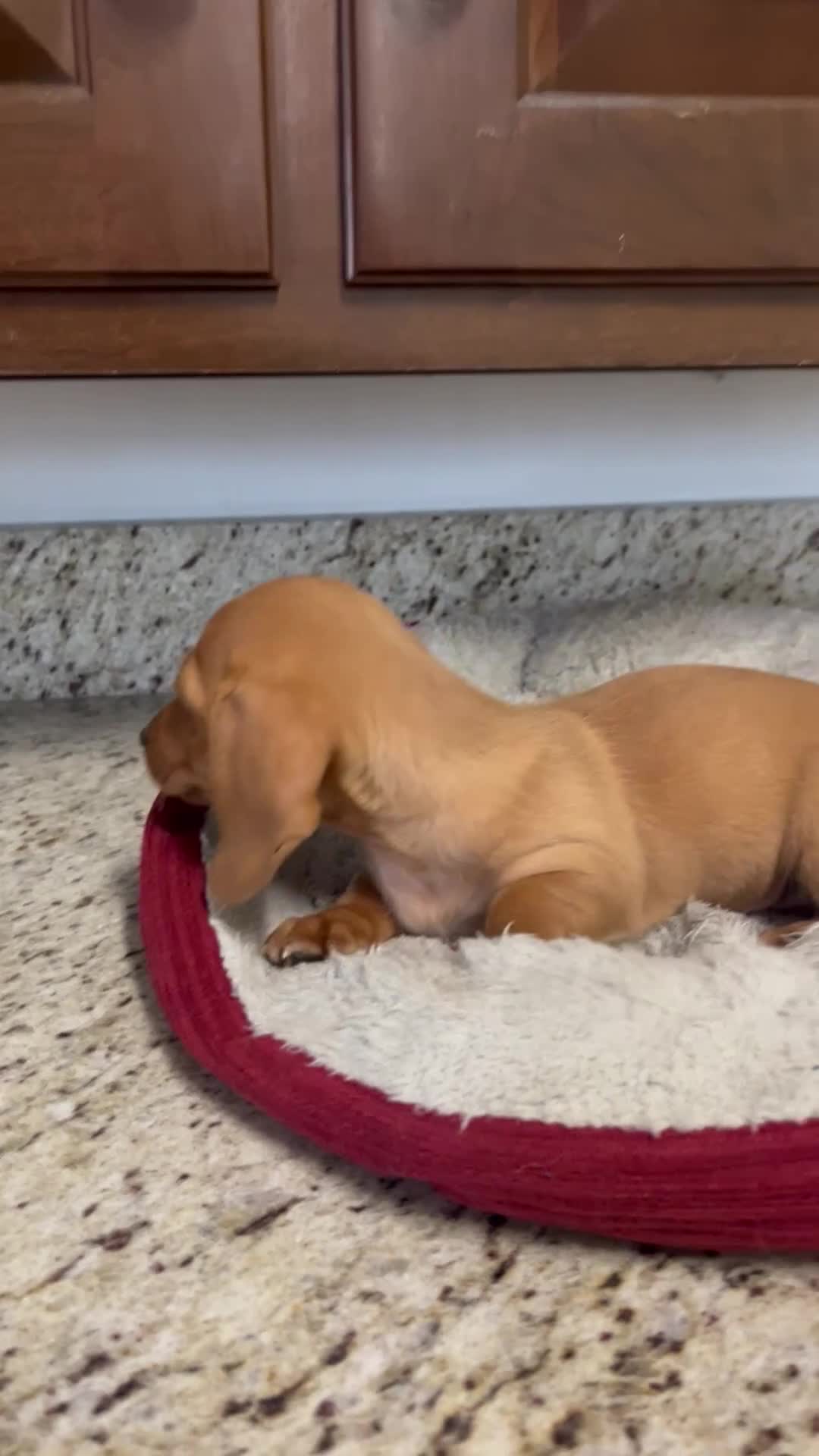 Miniature Dachshund dogs for sale: Wren - Video 1