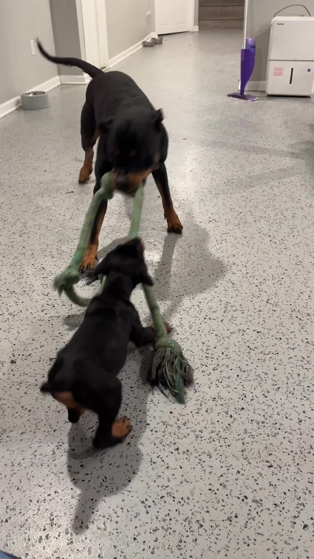 Rottweiler dogs for sale: Rottweiler Puppy 1 - Jax - Video 1
