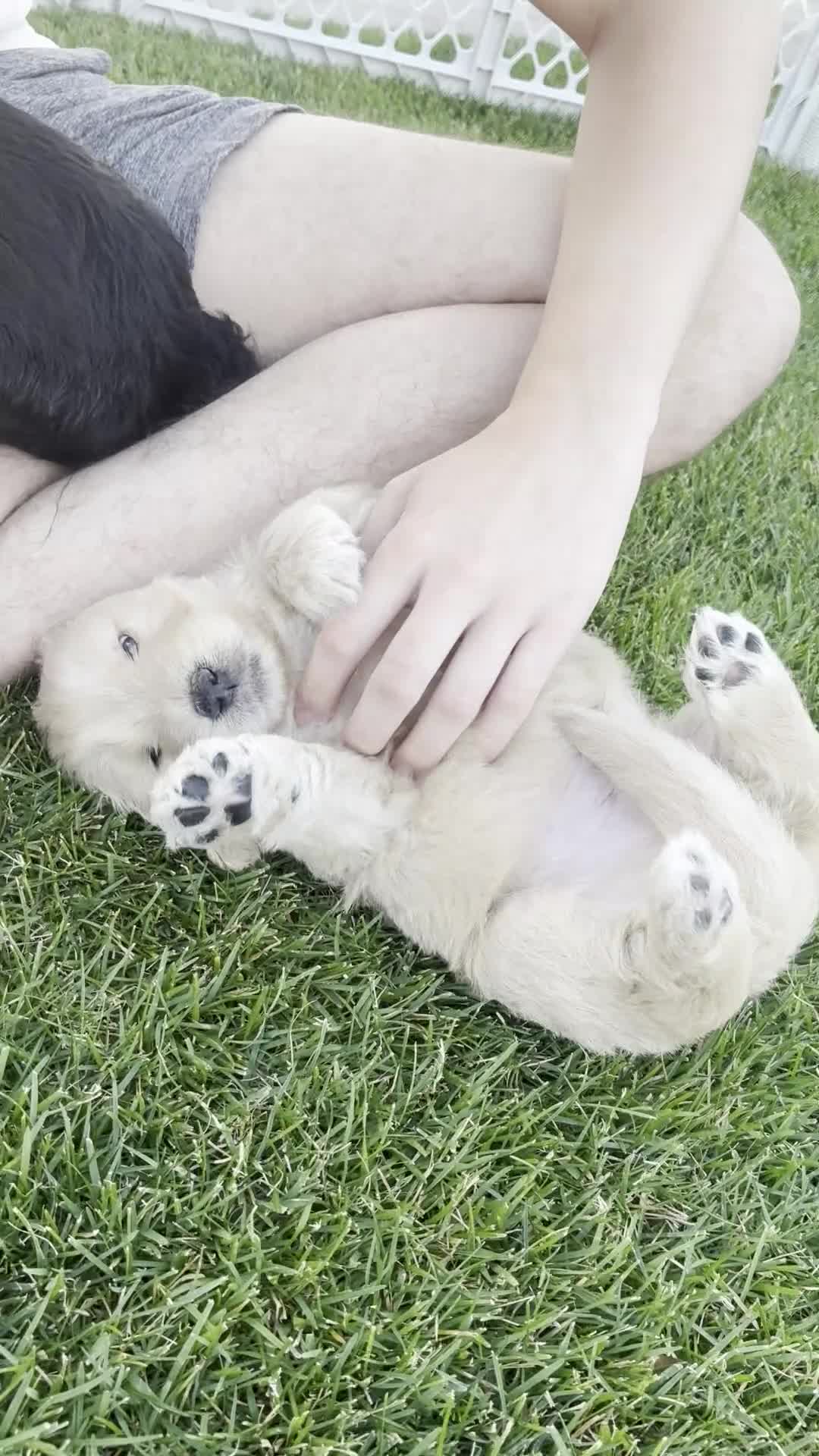 Goldendoodle dogs for sale: Butters - Video 1