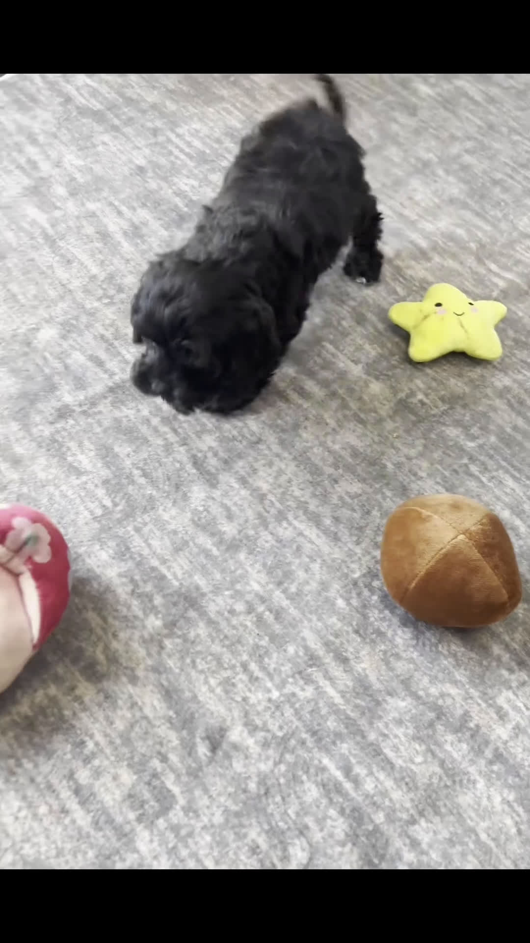 Cavapoo dogs for sale: Teddy Adorable Champion Line Cavapoo - Video 3