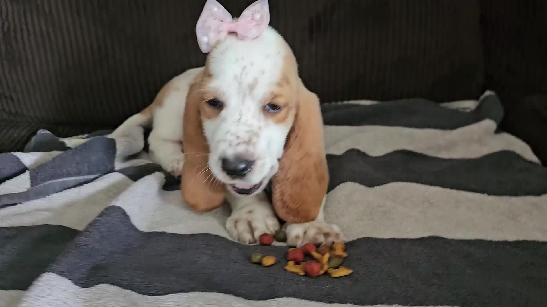 Basset Hound dogs for sale: Basset Hound 3 - Video 1