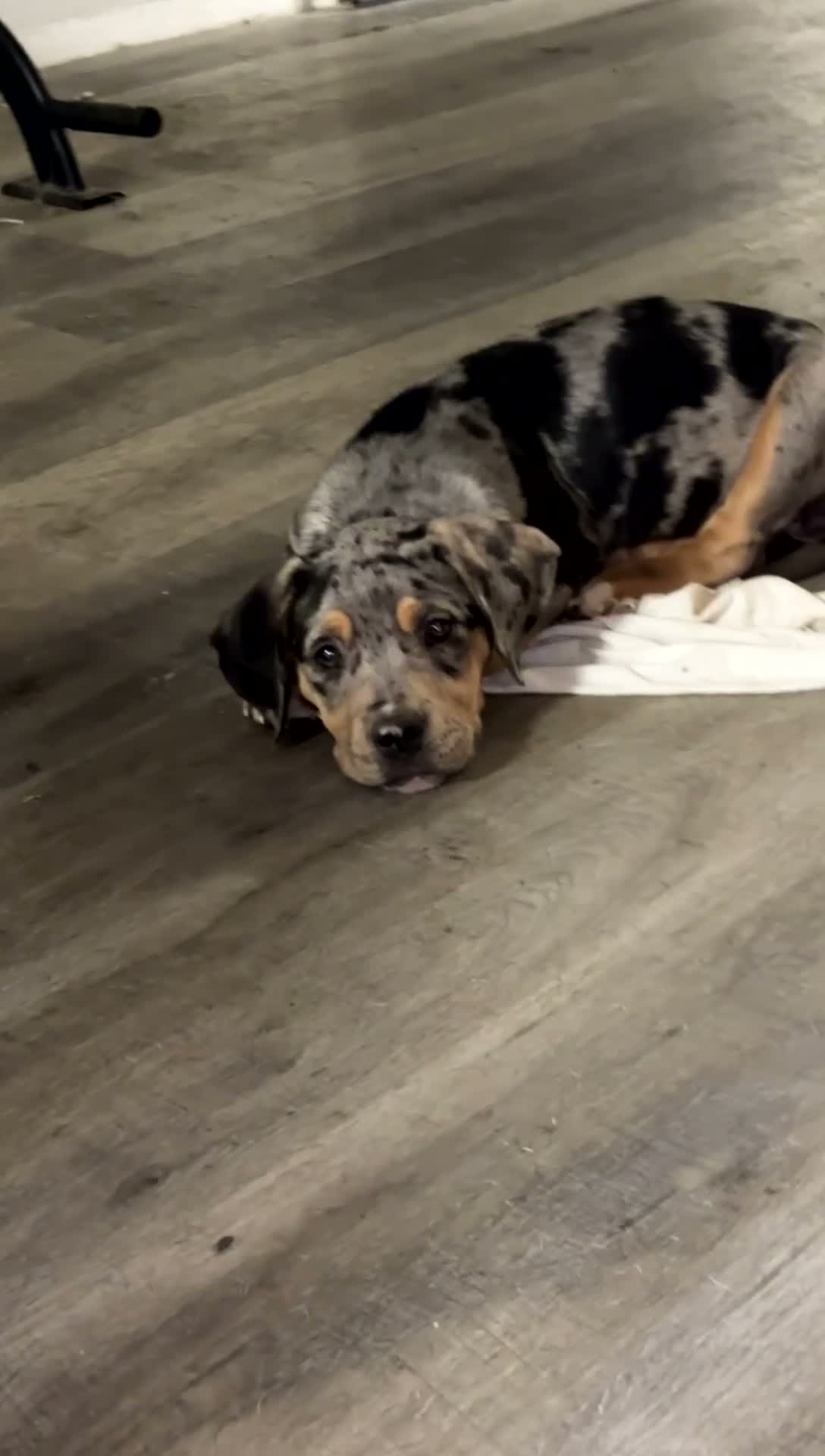 American Bully dogs for sale: American Bully 3 - Video 1