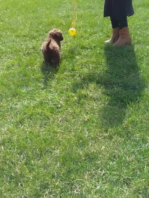 Portuguese Water Dog dogs for sale: Forrest - Video 1