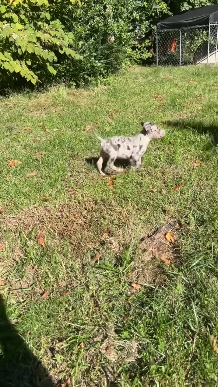 American Bully dogs for sale: Ash male  - Video 2