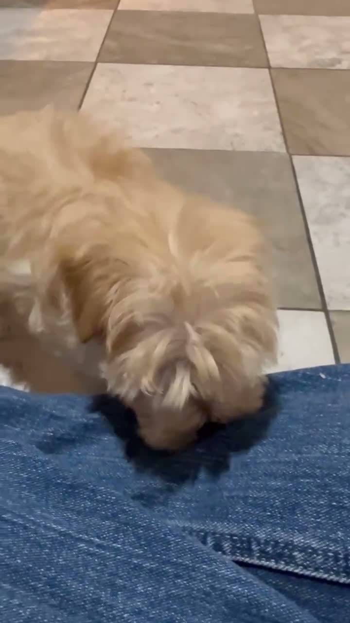 Maltipoo dogs for sale: Macy - Video 1