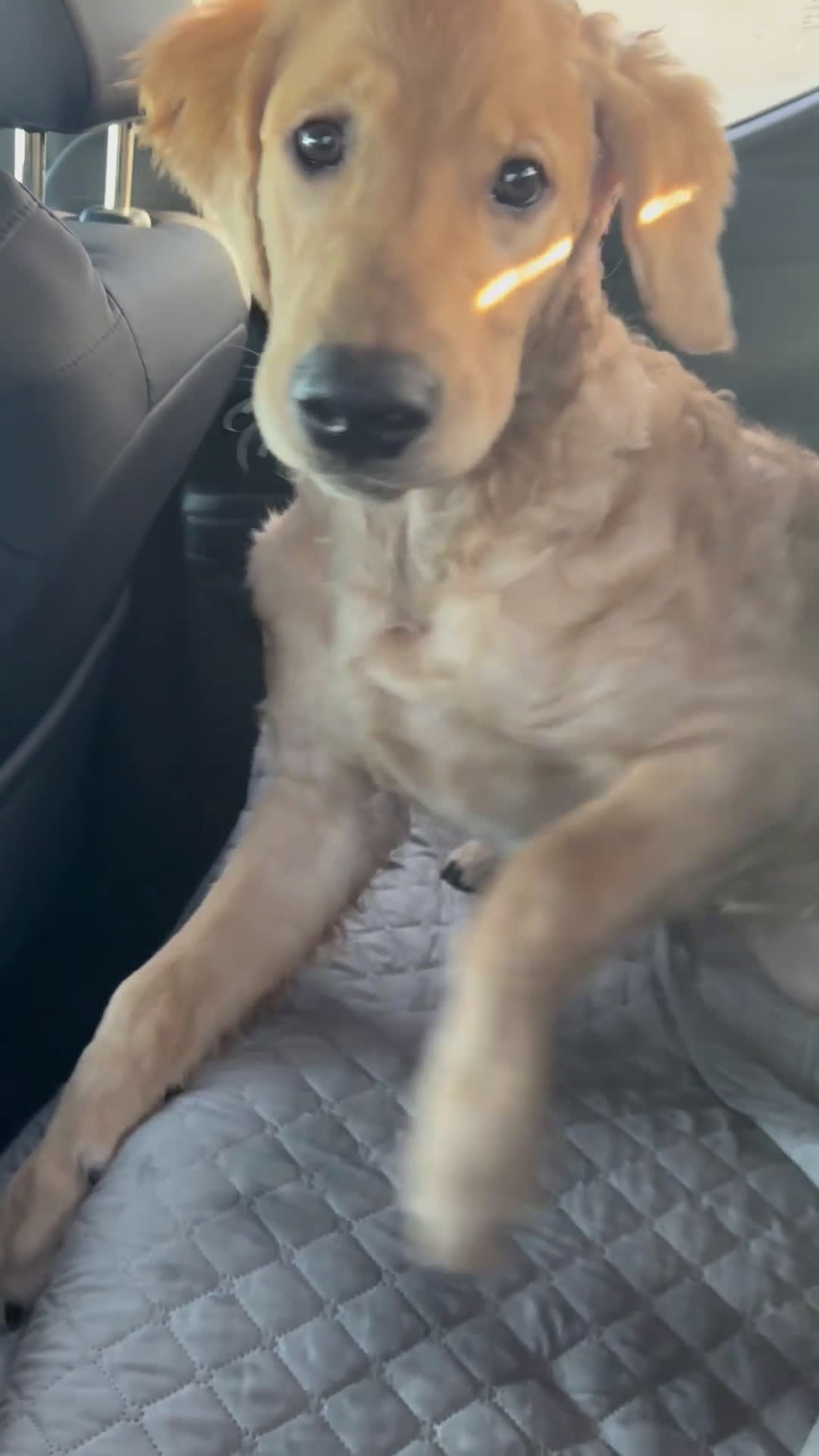 Golden Retriever dogs for sale: Golden Retriever Puppy 1 - Video 1