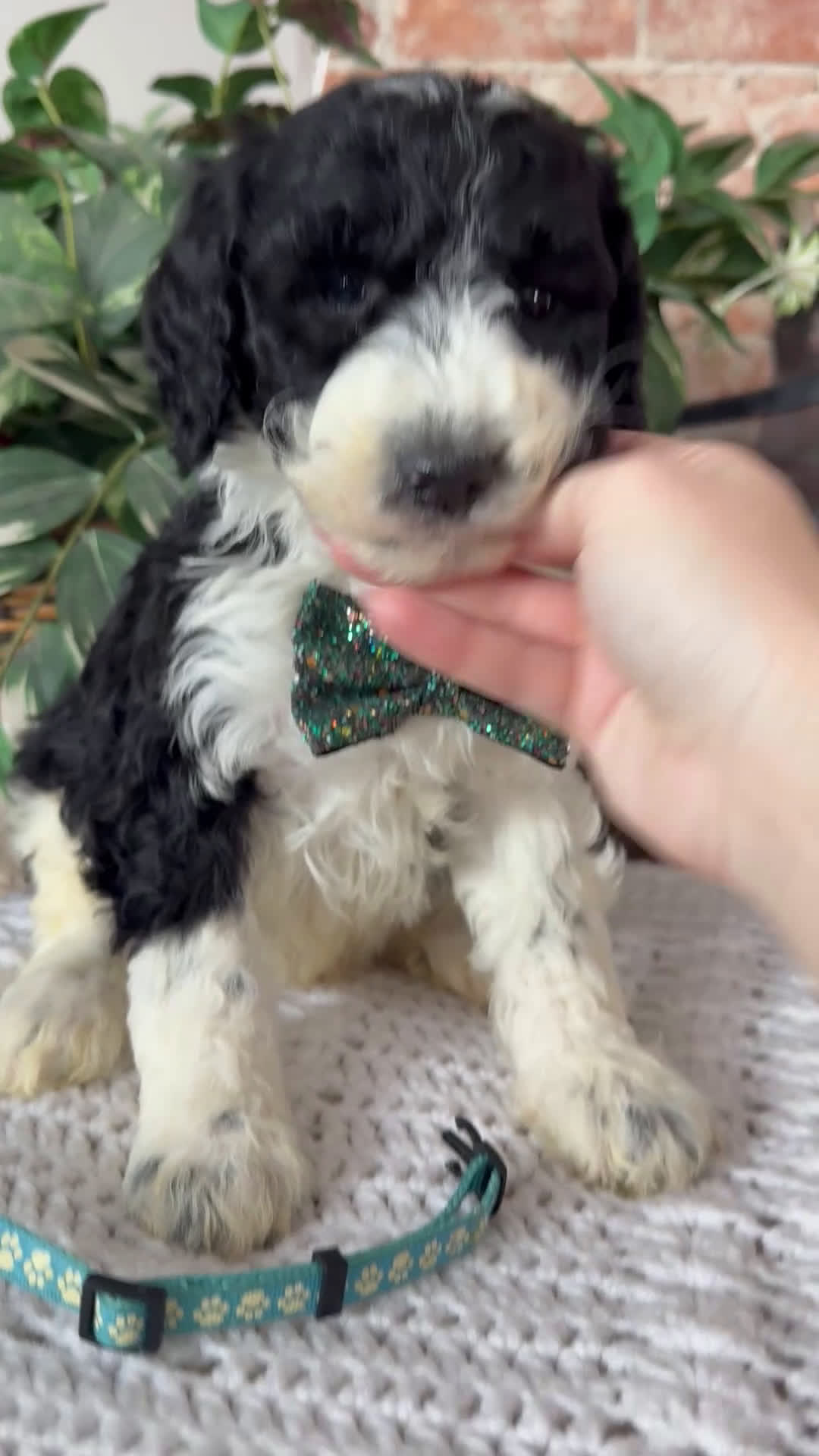 Saint Berdoodles dogs for sale: Blair - Video 7