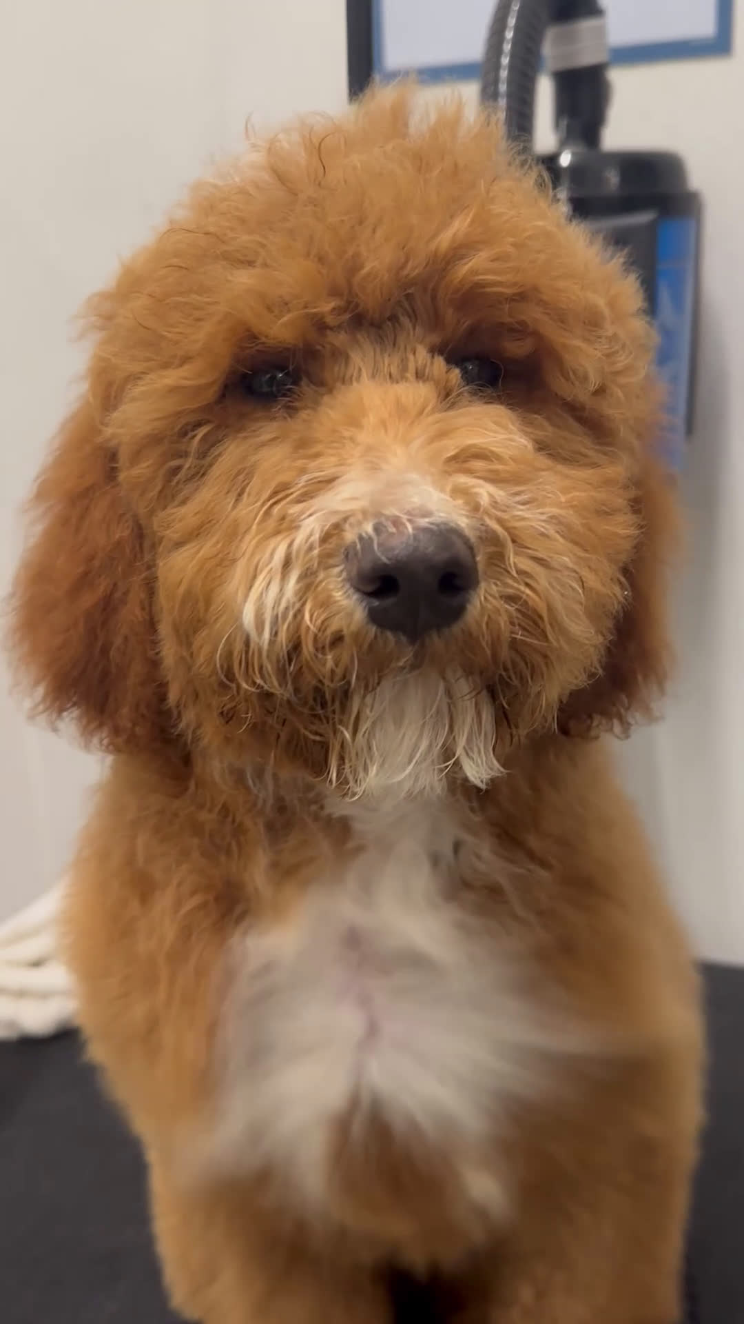 Standard Poodle dogs for sale: Clifford  - Video 5