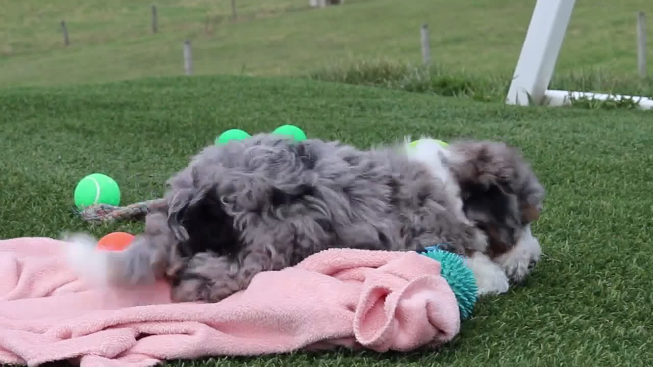Mini Bernedoodle dogs for sale: Parker - Video 1
