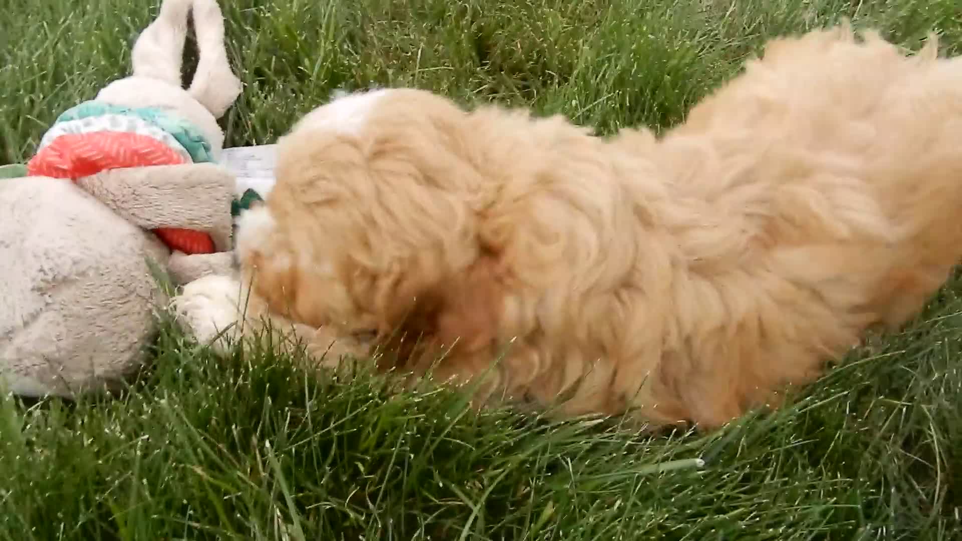 Cavapoo dogs for sale: Shawn - Video 2