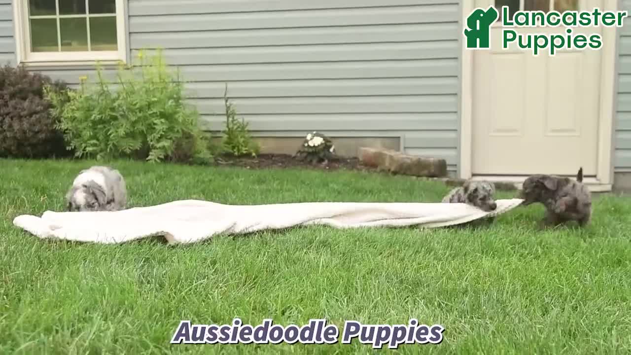 Aussiedoodle dogs for sale: Wendy  - Video 1