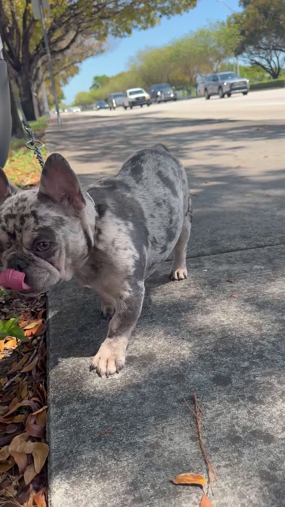 French Bulldog dogs for sale: French Bulldog Puppy 2 - Video 2