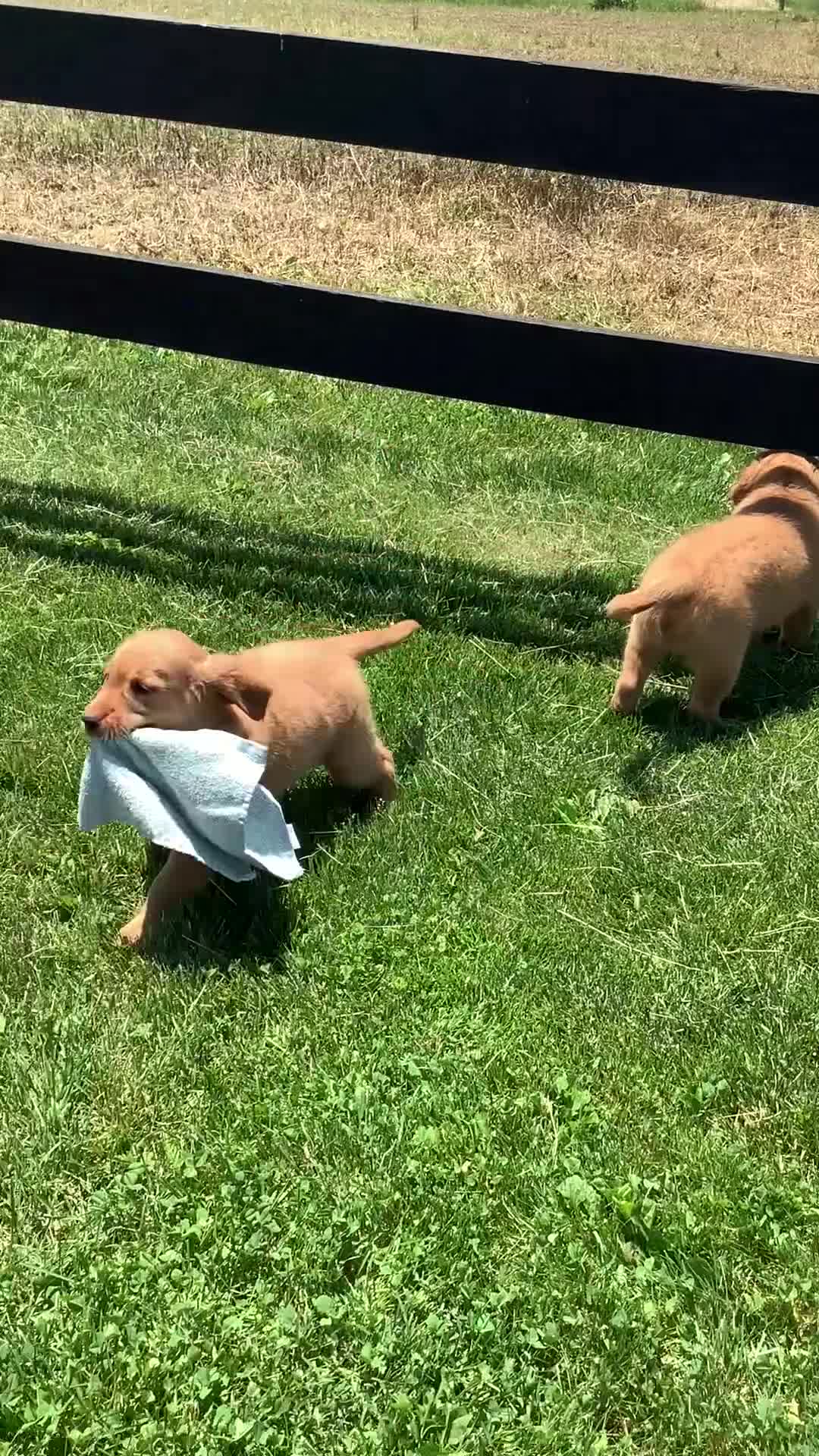 Golden Retriever dogs for sale: Golden Retriever Connie - Video 3