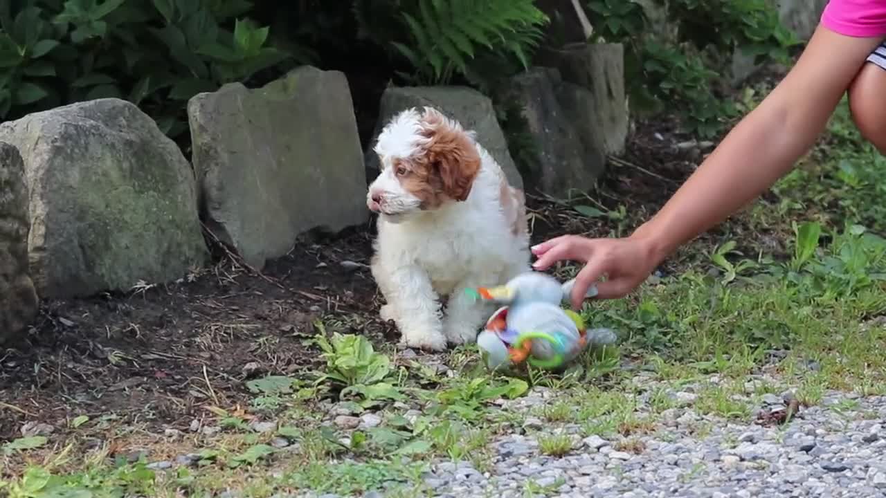 Mini Bernedoodle dogs for sale: Rain - Video 1