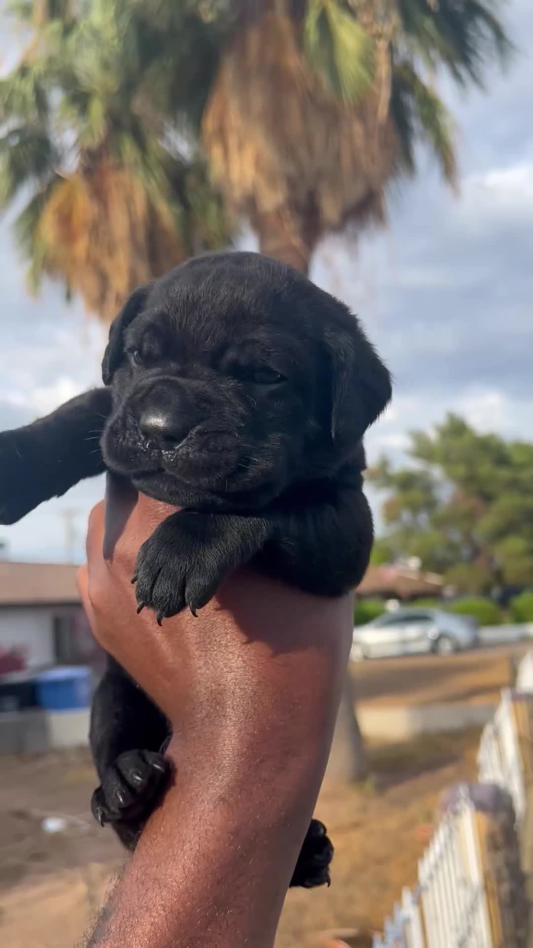 Cane Corso dogs for sale: panthera  - Video 1