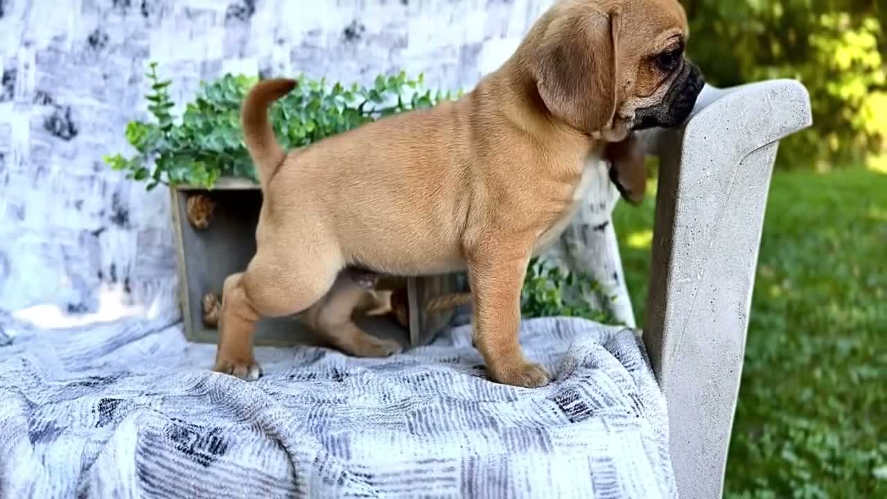 Puggle dogs for sale: Ranger - Video 1