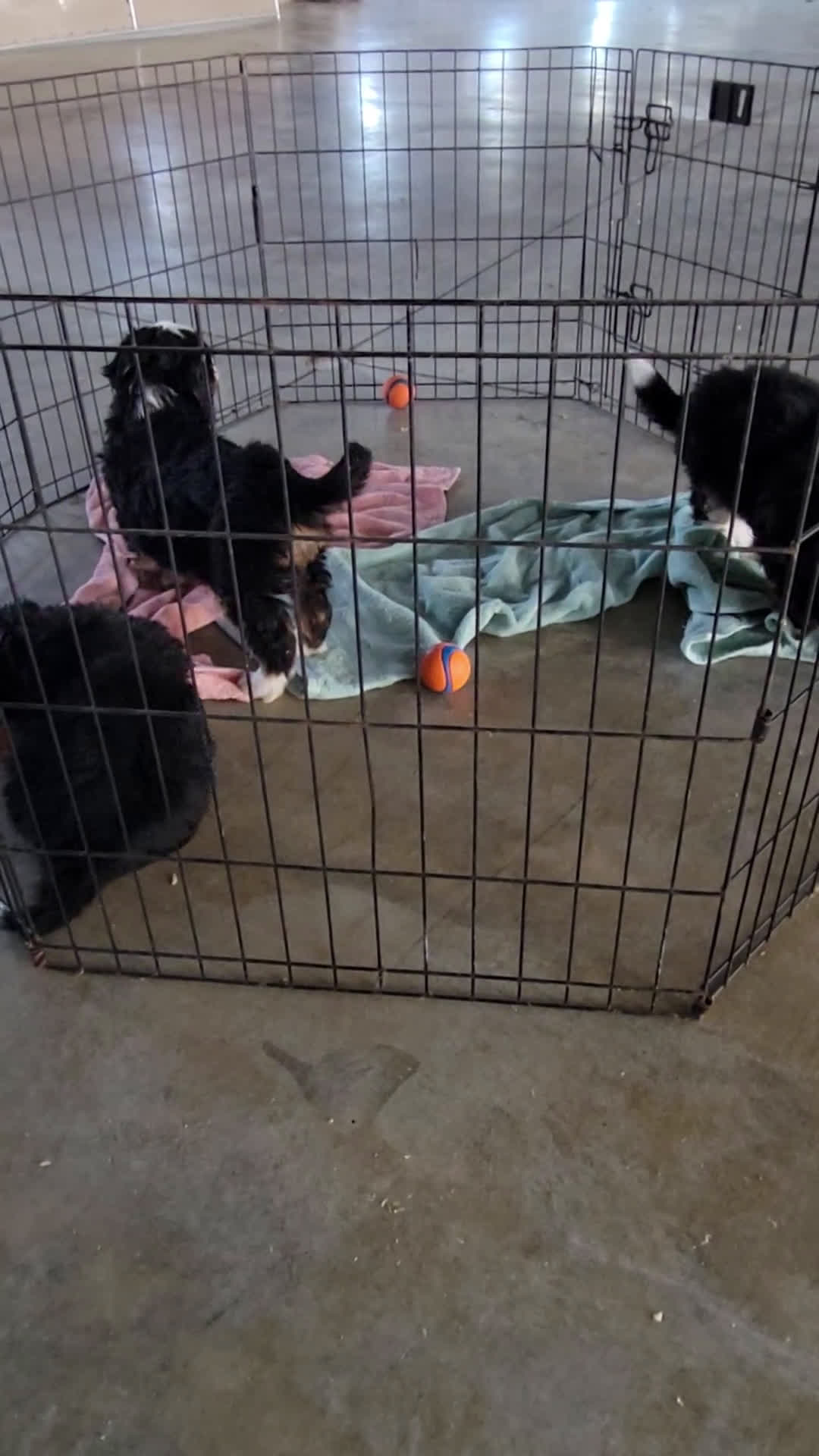 Mini Bernedoodle dogs for sale: Mini Bernedoodle Puppy 2 - Video 1