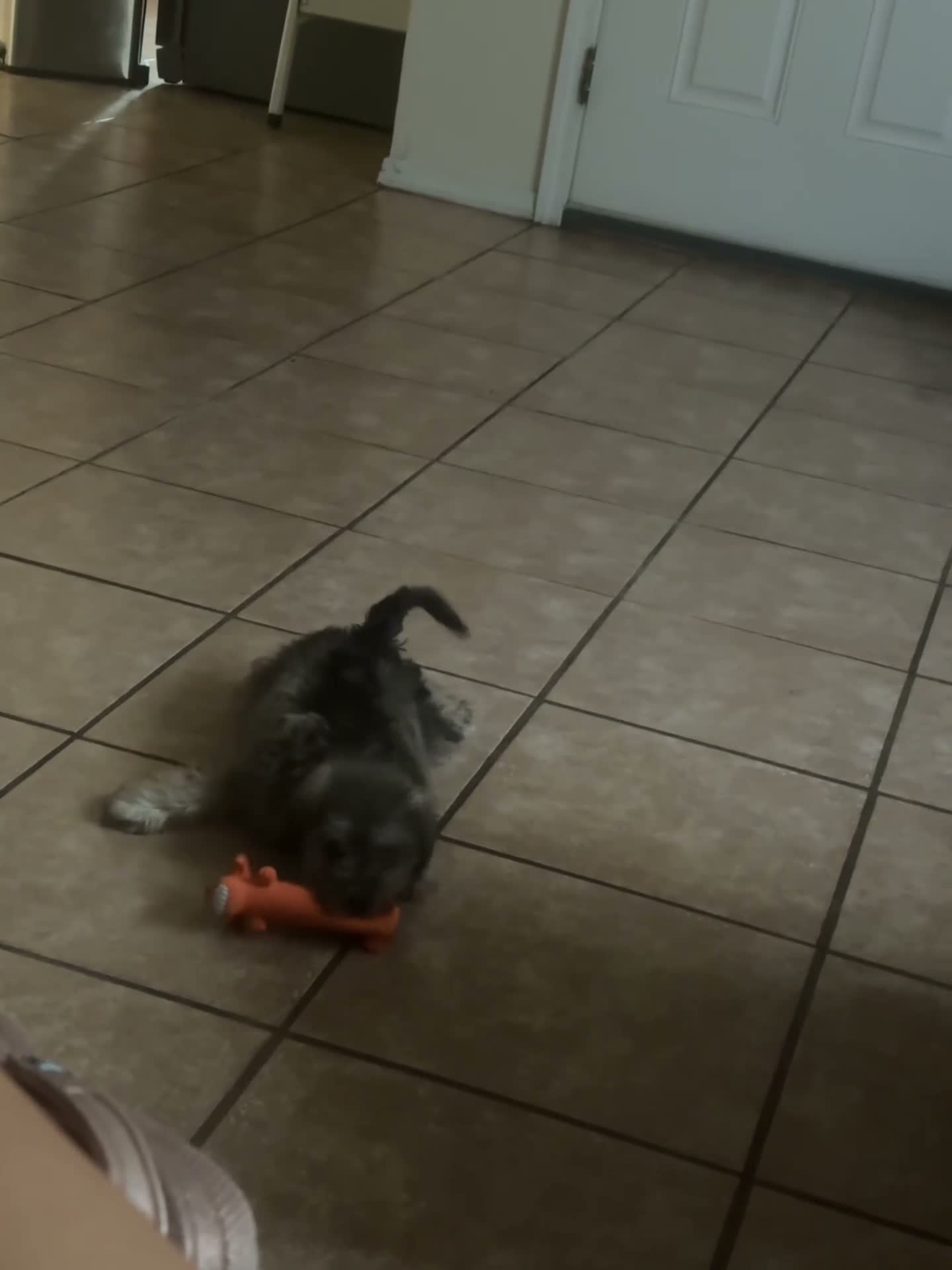 Schnauzer dogs for sale: Luna - Video 1