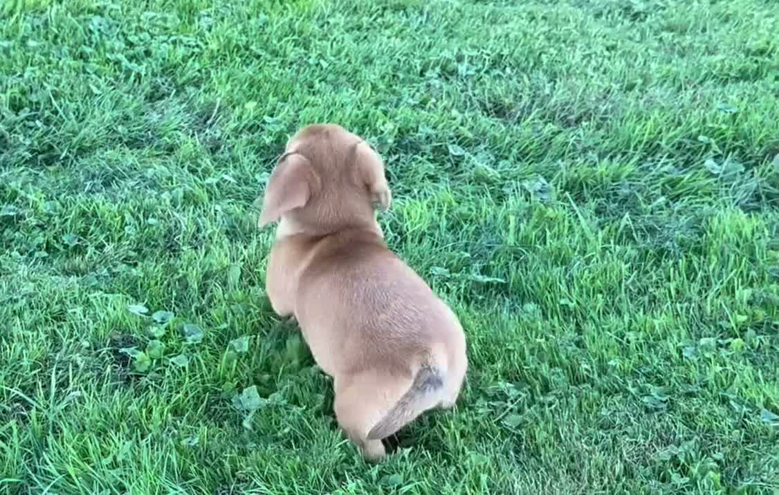 Mixed Breed dogs for sale: Classic Dorgi Female - Corgi & Dachshund Mix - Video 1