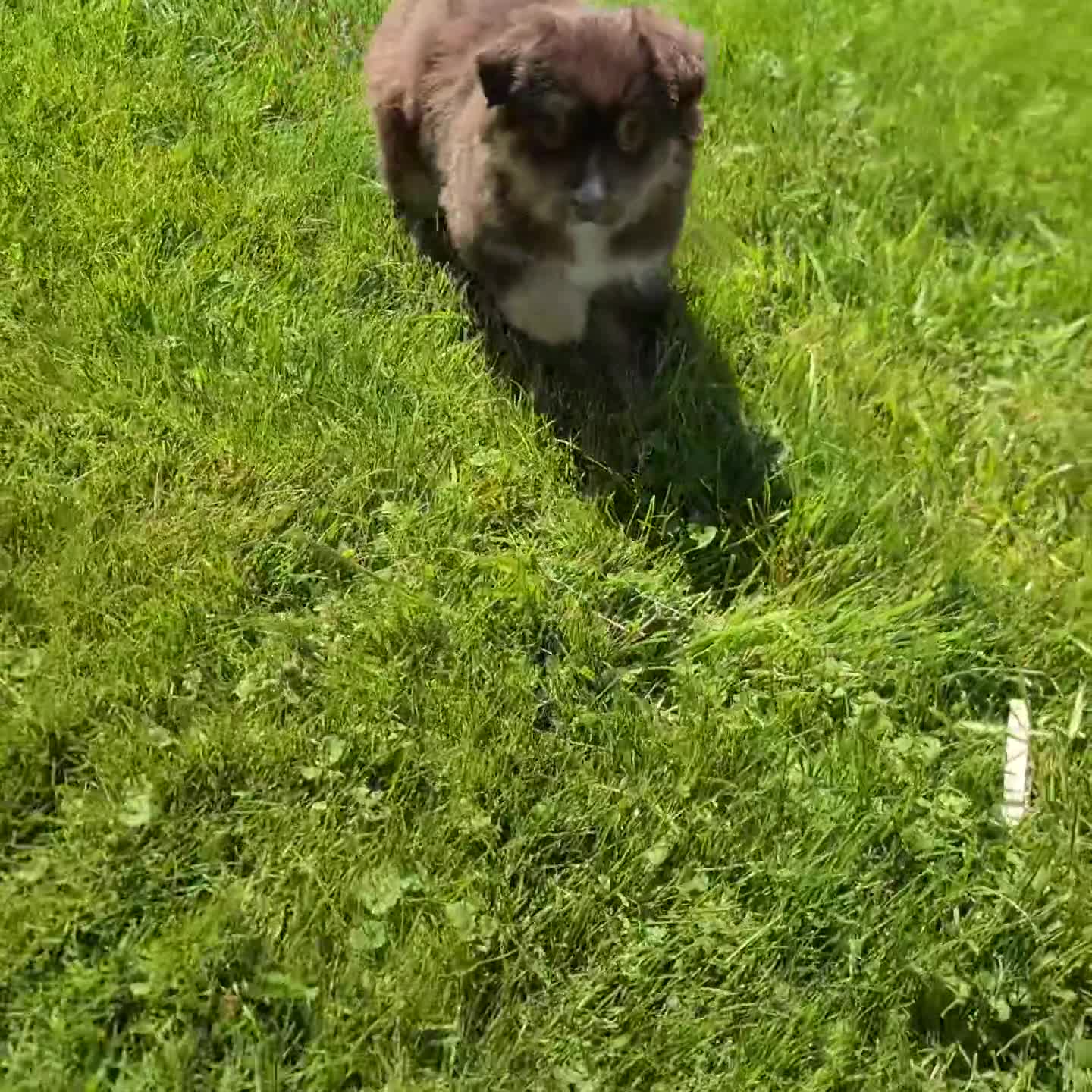 Miniature Australian Shepherd dogs for sale: Bessie - Video 1
