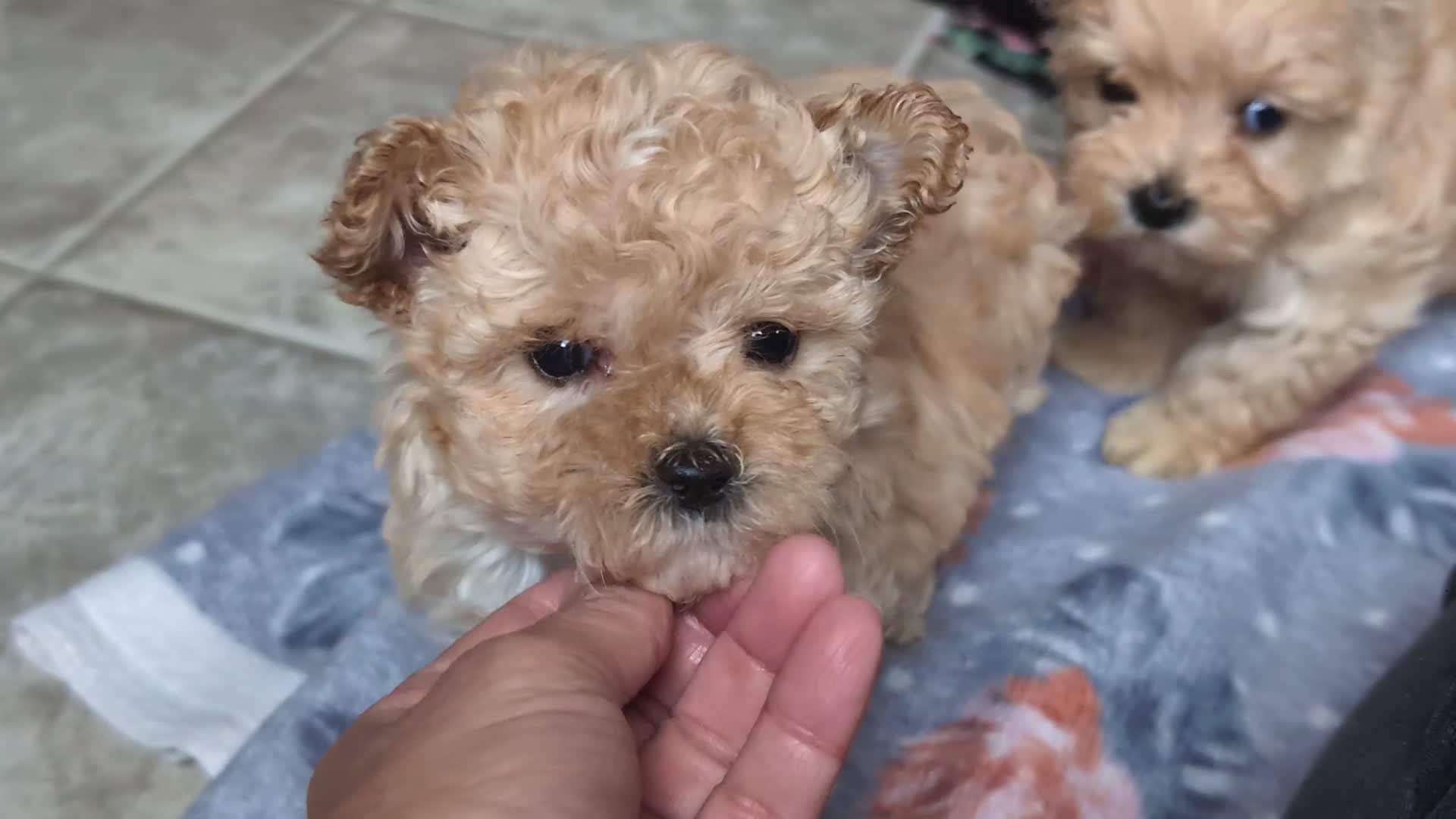Maltipoo dogs for sale: Gilbert 7 lbs Full Grown - Video 2