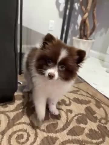 Pomeranian dogs for sale: Cocoa - Video 1