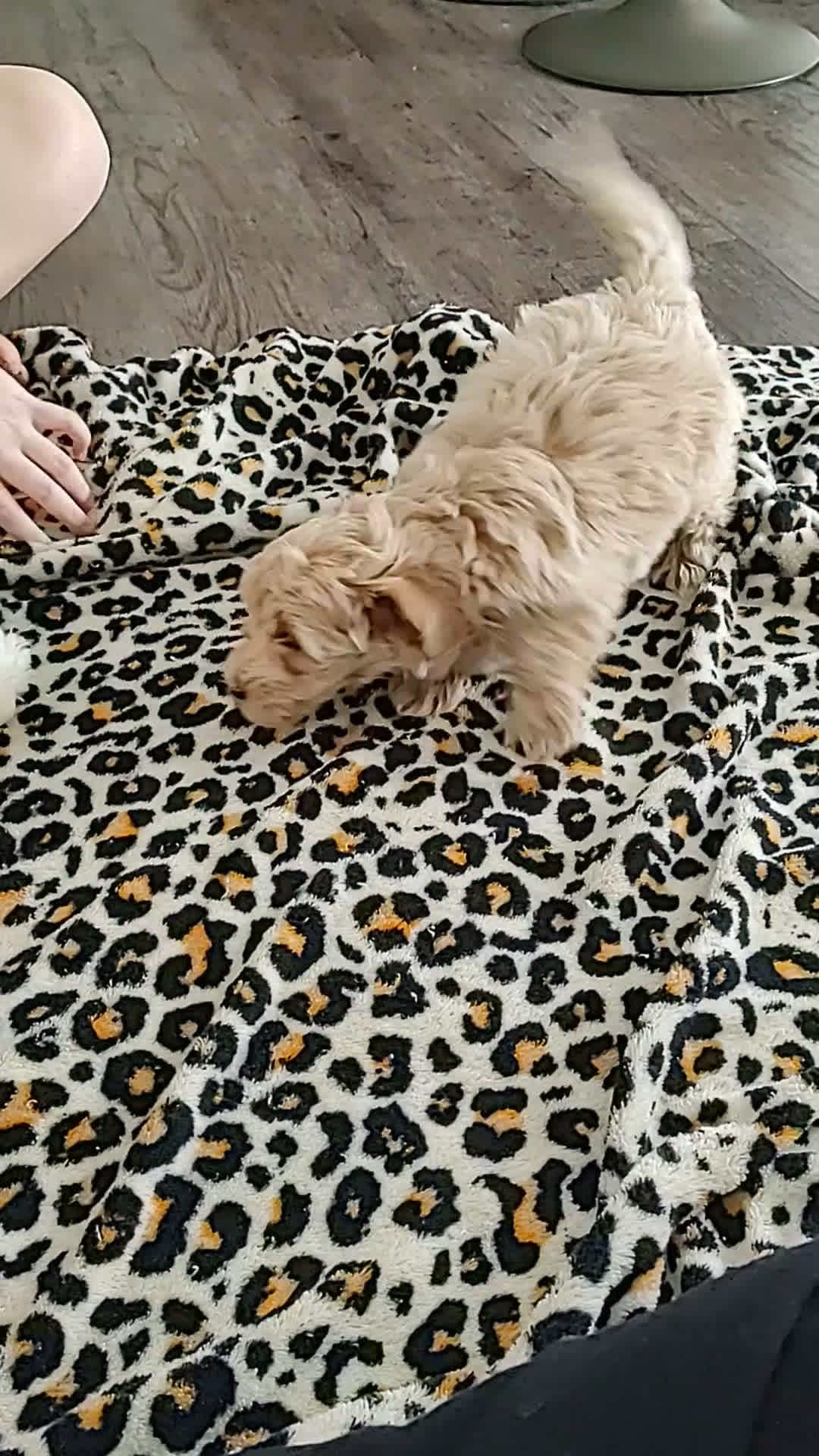 Maltipoo dogs for sale: Raya - Video 1