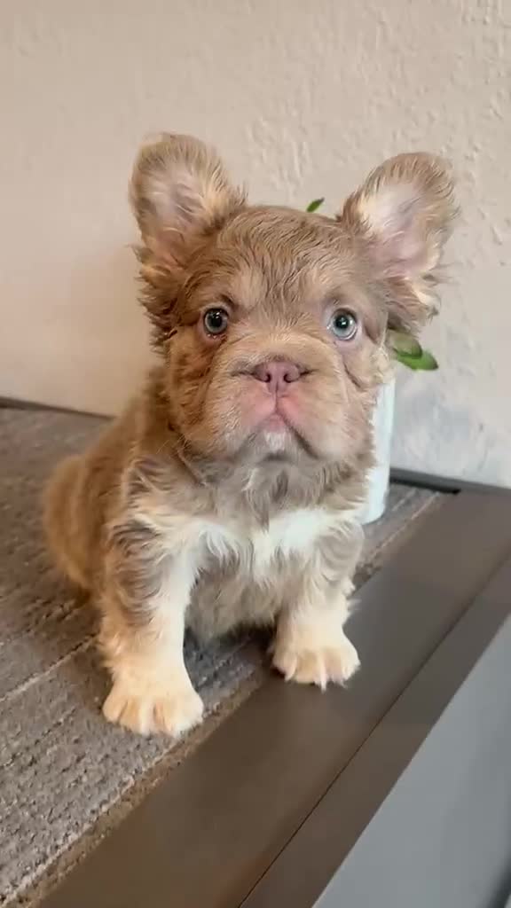 French Bulldog dogs for sale: FENDI - Isabella Tan Fluffy in Cali, USA Delivery & Financing Options! - Video 2
