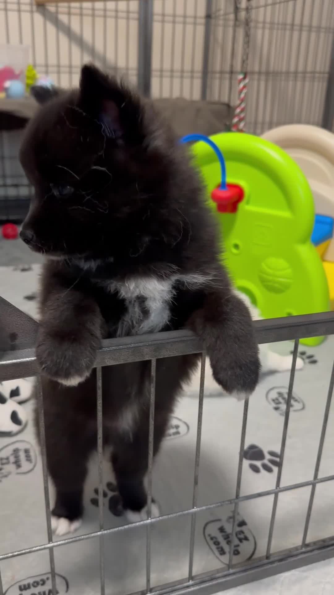 Pomsky dogs for sale: Celtic - Video 1