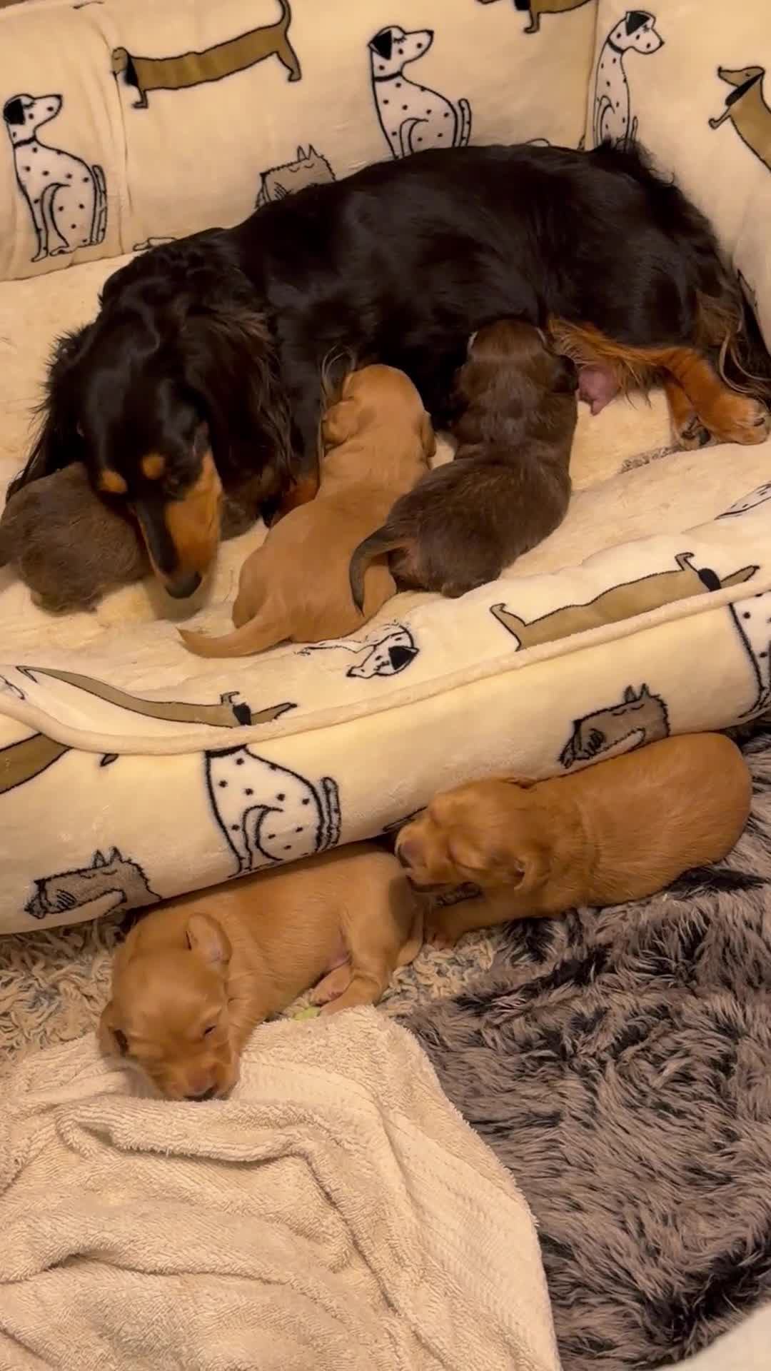 Dachshund dogs for sale: Dachshund 2 - Video 1