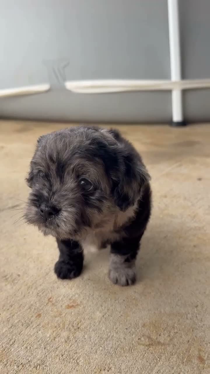Mixed Breed dogs for sale: Chip - Video 1