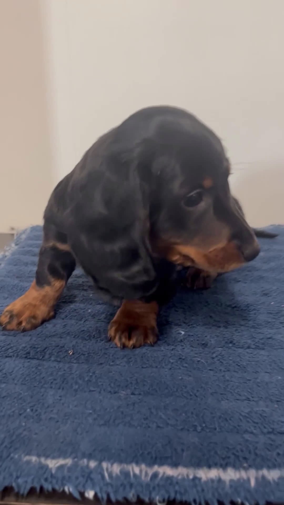 Miniature Dachshund dogs for sale: Graham  - Video 1