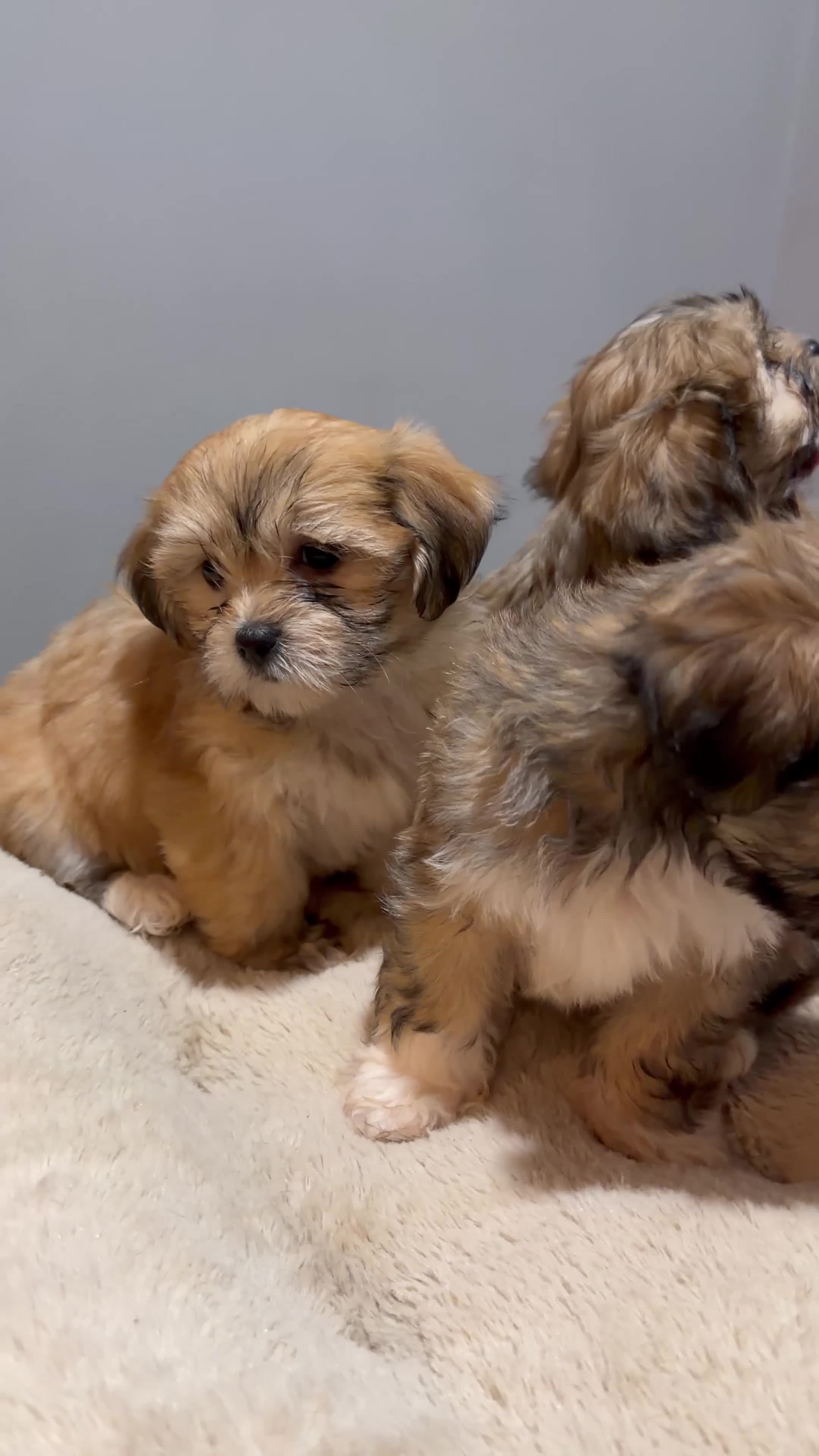 Maltese dogs for sale: Little man 2  - Video 3