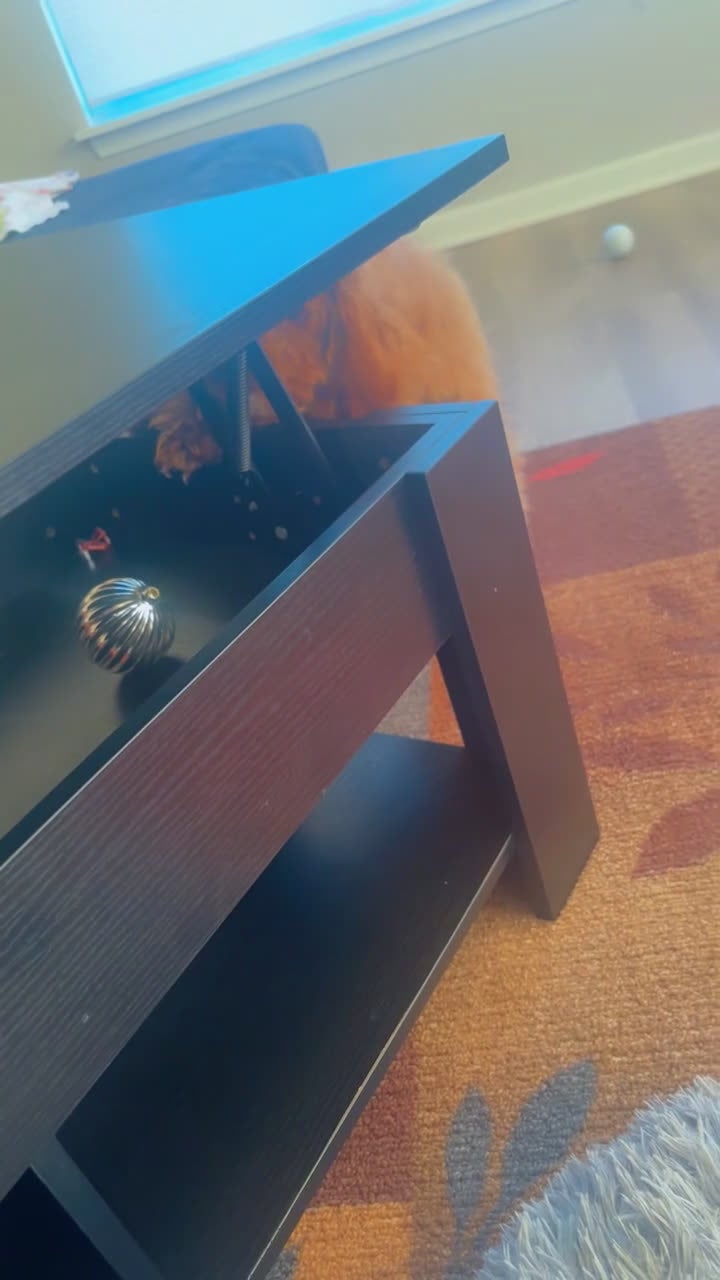 Toy Poodle dogs for sale: Scooby - Video 2