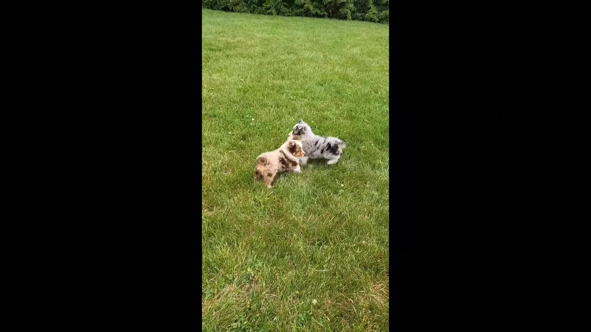 Miniature Australian Shepherd dogs for sale: Miniature Australian Shepherd 1 - Video 1