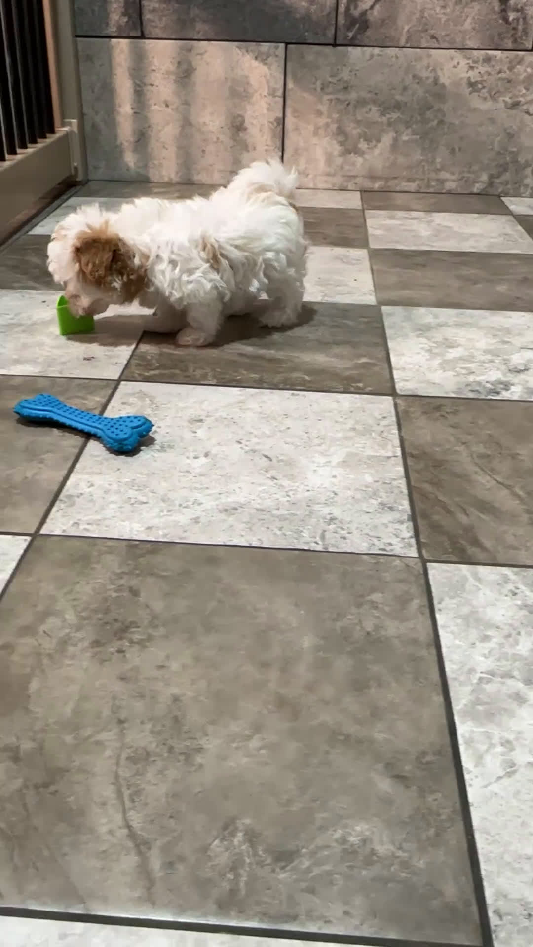 Havapoo dogs for sale: Macy - Video 1