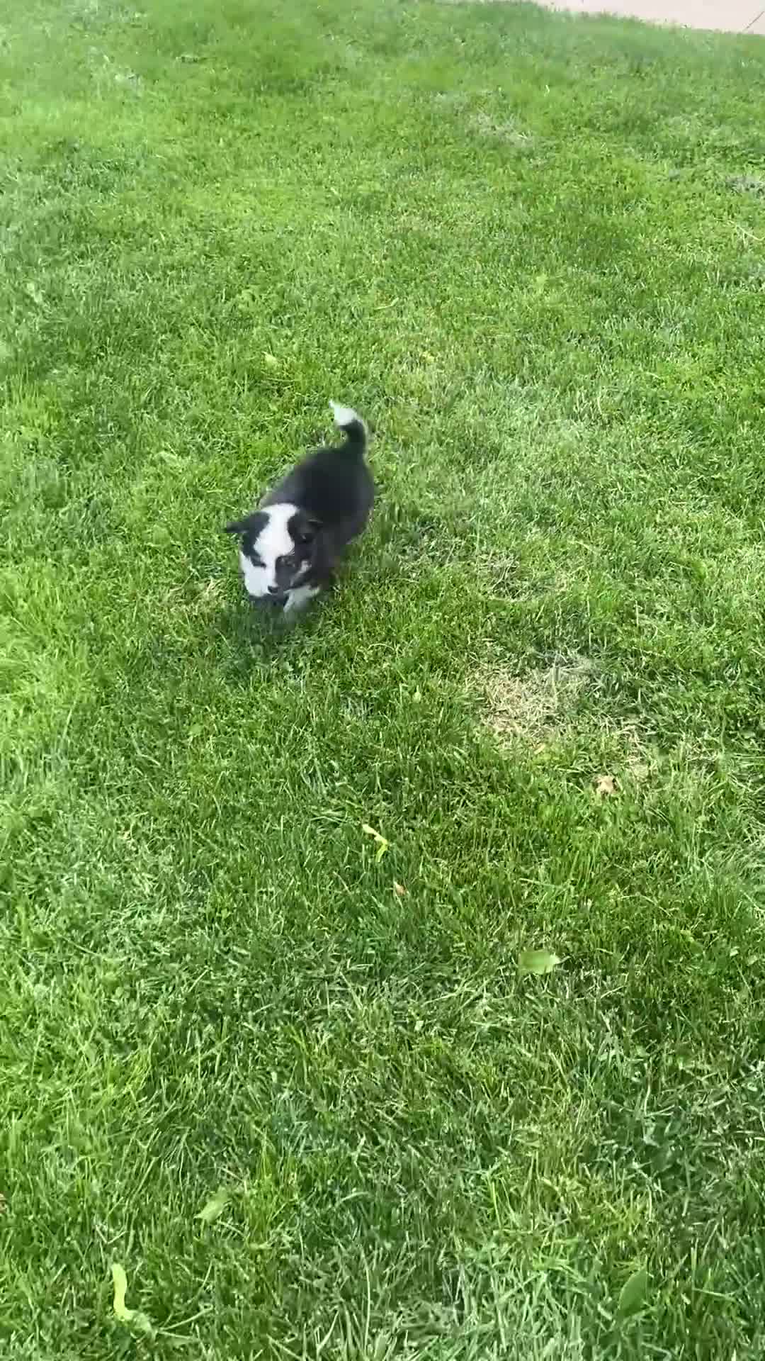 Mixed Breed dogs for sale: Maple - Video 2